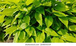 Image result for Pisonia