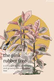 Pink Rubber Tree Care Guide Plant Care Tips And More La Residence Rubber Tree Rubber Plant Rubber Tree Plant