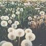Profile Picture of Lola Ayers (lolaayers21) - Profile - Pinterest (@pinterest.com) on Google
