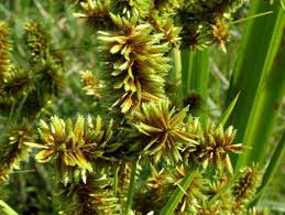 Image result for Cyperus dives