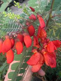 Image result for Sesbania brevipedunculata