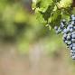 Bowen Estate Classic Coonawarra Vintage Tasting event image