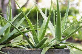 Once the flowers on the plant blossom, they soon drop seeds. Aloes Aloe Vera Planter Entretenir Rempoter Recolter Les Feuilles D Aloe Vera