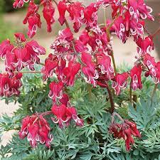Unlike common bleeding hearts (dicentra spectabilis), it will not go dormant in midsummer as long as the soil is kept. Dicentra Burning Hearts Plants From Mr Fothergill S Seeds And Plants