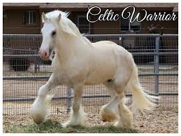 Gorgeous silver buckskin mare bred to hsf luck of the draw ( perlino) she is pssm1 negative negative. Gypsy Vanner Horses Stud Services In Ohio Warrior Horners Gypsy Vanners