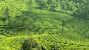 Meskipun terdengar sedikit ekstrem, dengan panduan pemandu tentu aktivitas ini sangat aman dan menarik, terutama untuk kamu yang menggemari liburan yang memacu adrenalin. 12 Tempat Wisata Di Puncak Untuk Liburan Singkat Di Weekend Ini