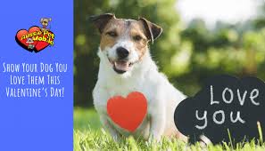 5 star cat and dog groomer reviews. Show Your Dog You Love Them This Valentine S Day Aussie Pet Mobile Of Charlotte