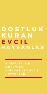 Bize Dostlugun Nasil Bir Sey Oldugunu Gosteren Hayvanlar Hayvanlar Evcil Hayvanlar Hayvan