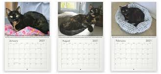 Pin On Tortoiseshell Cats