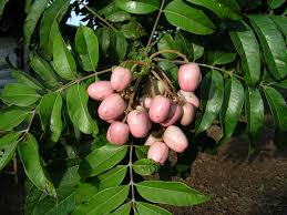 Image result for Pachylobus edulis