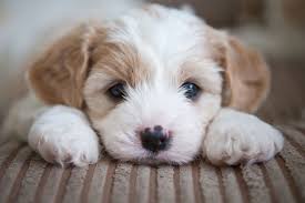 Check out this guide to find out what you can expect if you decide to enroll. Akc S T A R Puppy Class Series Signals Az