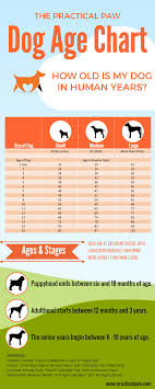 Dog Ageing Chart Goldenacresdogs Com