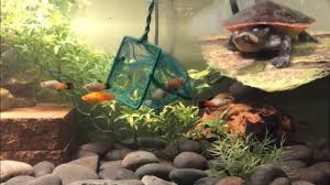 < image 1 of 2 >. Setting Up A Community Pink Bellied Side Neck Turtle Tank Youtube