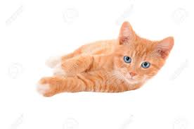 Maybe you would like to learn more about one of these? Orange Tabby Cat With Blue Eyes Laying On A White Background Stock Photo Picture And Royalty Free Image Image 32563798