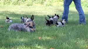 A purebred australian cattle dog puppy can cost anything from $250 to $1,100, depending on the parent's lineage, the breeder, location, etc. Blue Heeler Puppies For Sale Vic