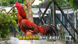 Bentuk dan model kaki ayam petarung pukul saraf/ko. Ciri Ayam Bangkok Archives Page 4 Of 6 Bandar Bola Dan Sabung Ayam Online