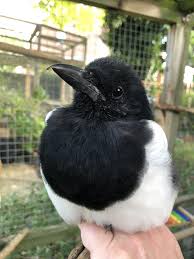 Sophie The Magpie On Twitter Raben Und Krahen Bunte Vogel Bunt