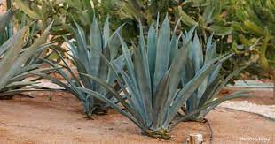 Planting sedum on borders makes for a beautiful transition from one area to the next and once established. Blue Agave Plant Care Learn Tips On Growing Agave Tequilana