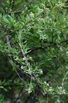 Image result for Boscia integrifolia