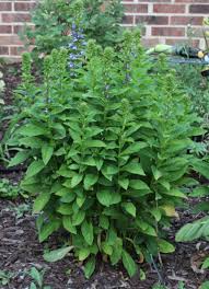 Image result for Lobelia minutula