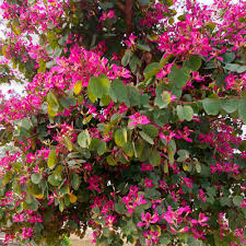 Image result for Bauhinia purpurea