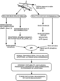 6 Molecular And Cellular Mechanisms Of Radon Induced