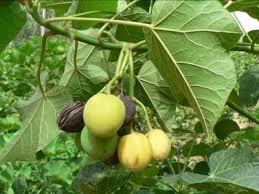Https Agritrop Cirad Fr 548919 1 Document 548919 Pdf
