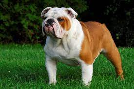 We did not find results for: English Bulldog Bil Jac