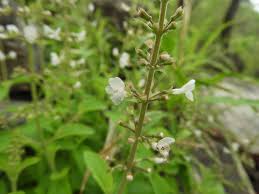 Image result for Endostemon obtusifolius