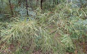 Image result for Acacia montigena