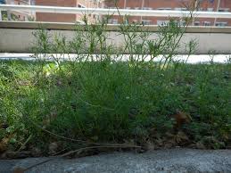 Image result for Apium leptophyllum