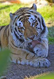 Our Favorite Mike The Tiger Photos From Scaring Opponents In Tiger Stadium To Playing In Habitat Lsu Tigers Art Lsu Tigers Football Lsu Mascot