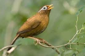 Burung yang dengan mudah dapat anda temui di indonesia ini memiliki ciri tubuh yang kekar, berbadan besar dan tentunya memiliki kekuatan. Harga Burung Hwamei Terbaru September 2020 Terlengkap
