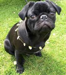 With A Daisy Chain Necklace Doggy Pugs Animals