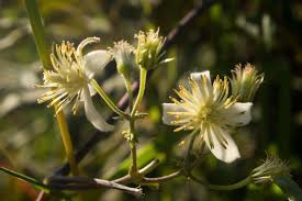 Image result for Clematis brachiata