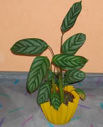 Ctenanthe oppenheimiana 'amagris' trade names: Ctenanthe Oppenheimiana Zimmerpflanzenlexikon Info