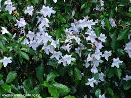 Image result for Mackaya