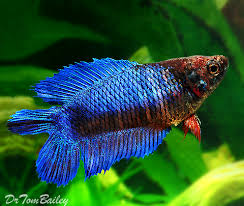 If you are buying the fish from a fellow hobbyist you might get it for a less price as he. Female Betta Fish For Sale Aquariumfish Net