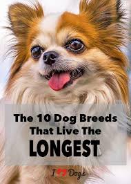 The 10 Dog Breeds That Live The Longest Dog Breeds Dogs Dog Facts