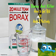 The pests can be the most annoying and stubborn creatures on the earth once they inhabit your homes. Borax Ant Killer How To Get Rid Of Ants Effectively Online Pest Control