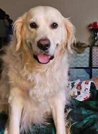 Would love a Christmas picture of my boy, Bo!