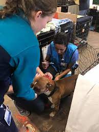 The uc davis veterinary hospital is open 24/7/365 for emergencies, and appointments with the specialty services can be made through referring veterinarians. The Uc Davis Uc Davis School Of Veterinary Medicine Facebook