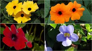 Image result for Thunbergia serpens