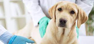 He may go blind or walk into walls. Can Dogs Live With Brain Tumors Wag