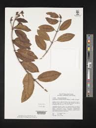 Image result for Dichaetanthera corymbosa