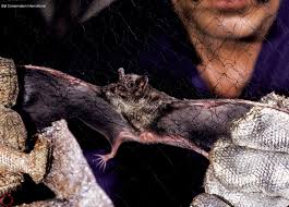 Padahal, makhluk malam yang menakjubkan ini adalah bagian penting dari ekosistem. Nasib Kelelawar Mampu Bertahan Dari Berbagai Virus Tetapi Tidak Dari Manusia Mongabay Co Id Mongabay Co Id