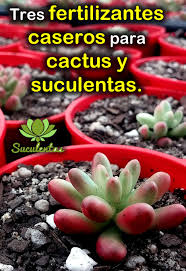 Abonos caseros abono casero a partir de mondas de plátano (té de cascara de plátano) hoy aprenderemos a hacer un abono o fertilizante cactus y suculentas para principiantes como hacer macetas caseras encontramos muchas maneras de hacer macetas caseras sin gastar. 3 Fertilizantes Caseros Y Organicos Para Cactus Y Suculentas Suculentas Cultivo De Suculentas Plantas De Tomate