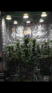 Currently, about 11 acres is wooded but the rest is open grassland and wildflowers. Noob Overwhelmed By Led Lighting Decision Platinum Amare Timber Or Cheap Lights Grasscity Forums The 1 Marijuana Community Online