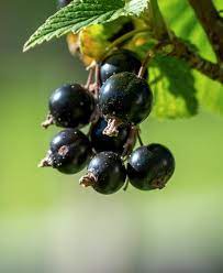 Maybe you would like to learn more about one of these? Blackcurrant Pruning Caring For And Harvesting Blackcurrant Video