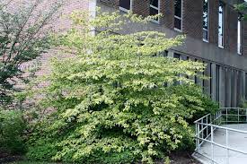 Read on for more pagoda dogwood information, including tips on how to grow a golden shadows dogwood. The Native Dogwood You Probably Don T Know George S Plant Pick Of The Week Pennlive Com